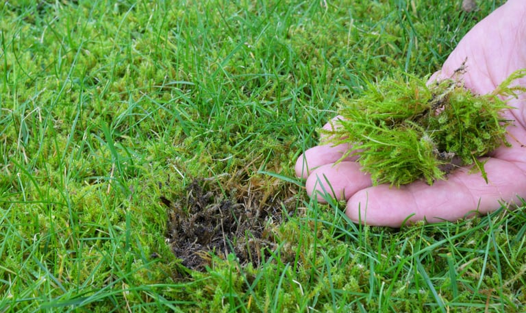 Lawn in the garden with moss being removed.