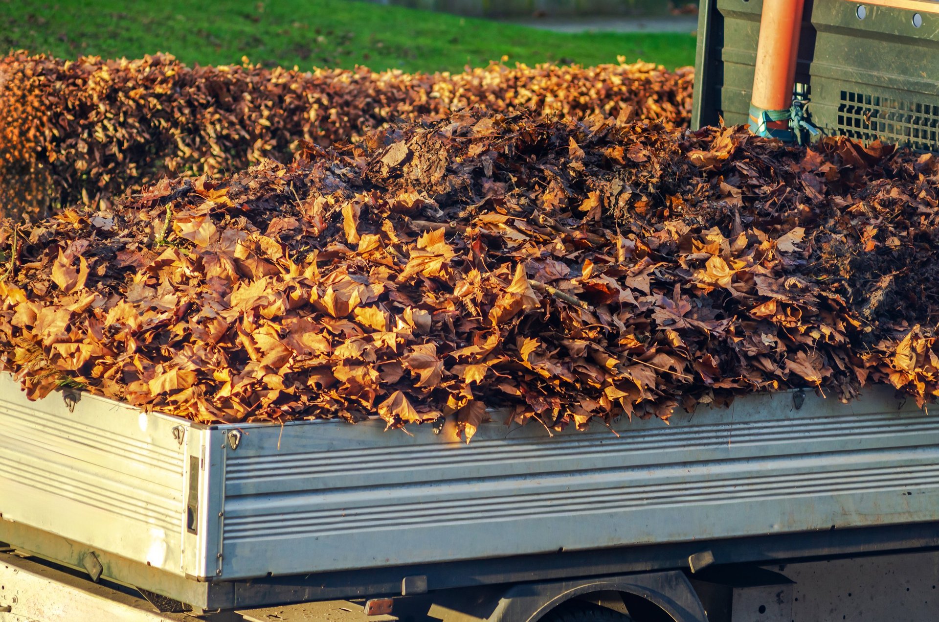 Leaves in truck bed during city street cleaning autumn