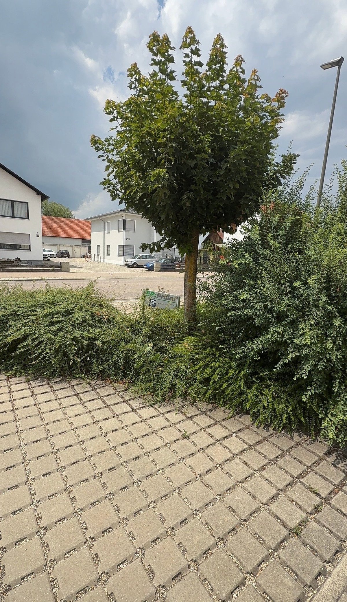 Large green tree in a residential courtyard with paved ground, surrounding buildings, and cloudy sky