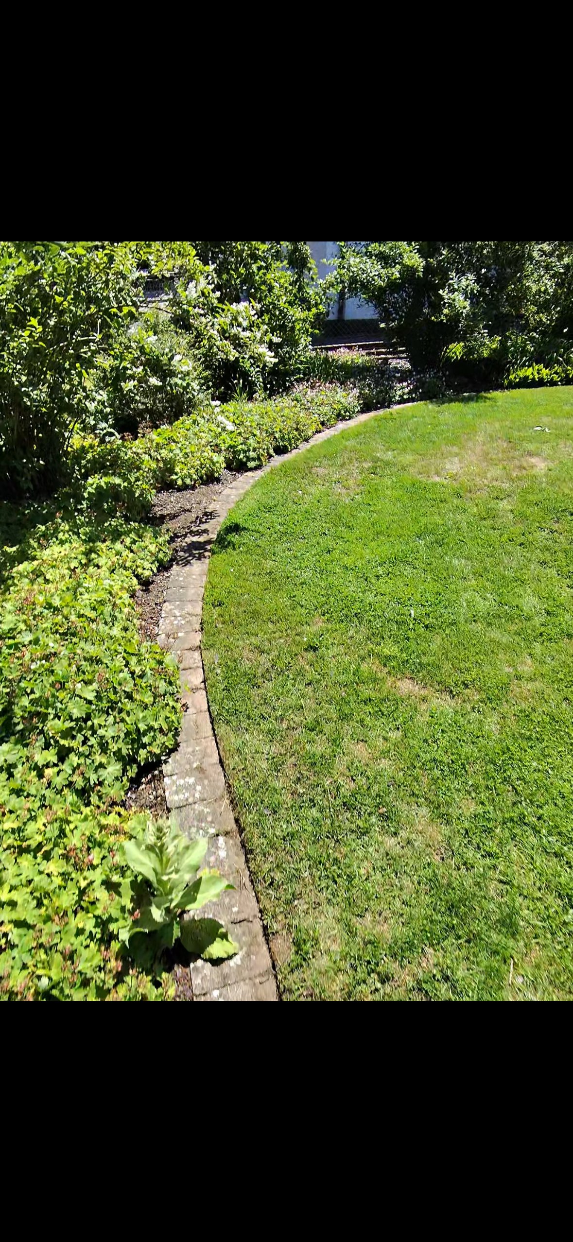 Sunny backyard with well-maintained green lawn, stone border, and dense green hedges, building visible in background